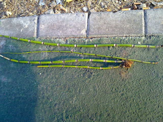 27062010417.jpg