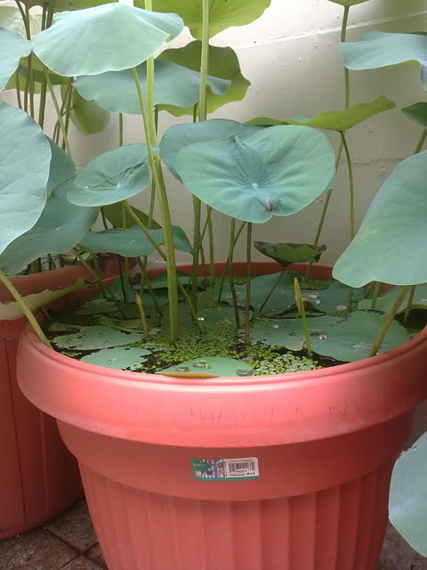 27062011420.jpg