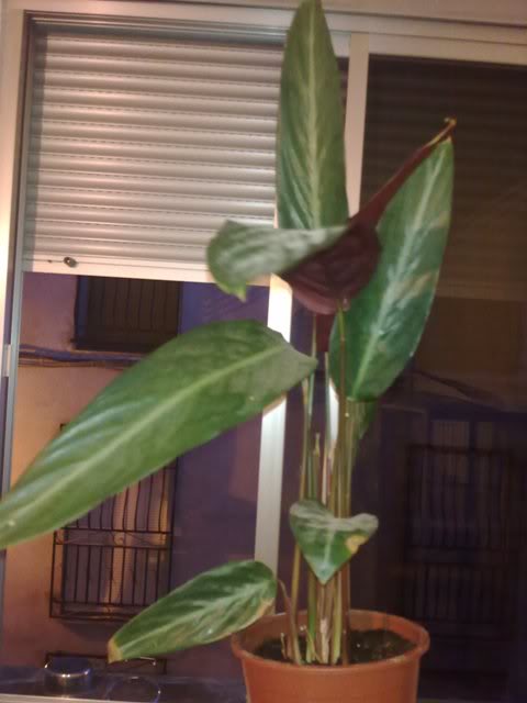 270920111553.jpg