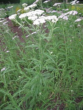 270px-Achillea_millefolium_habito.jpg