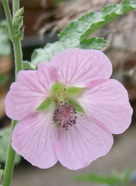 270px-Anisodontea_capensis2.jpg