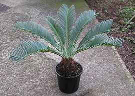 270px-Cycas_Sago.palm.arp.750pix.jpg