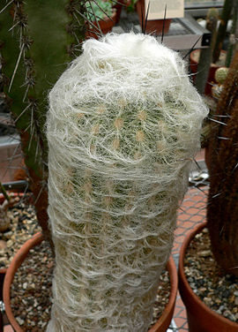 270px-Espostoa_lanata_var_gracilis_2.jpg