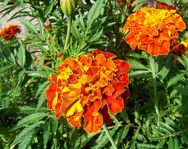 270px-French_marigold.jpg
