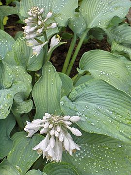 270px-Hosta_Bressingham_Blue.JPG
