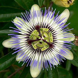270px-Passion_Flower_Osaka.jpg