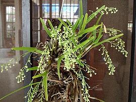 270px-Scaphiglotis_macrantha.jpg