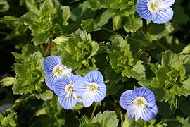 270px-Veronica_persica_060403Fw.jpg