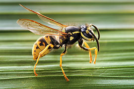 270px-Vespula_germanica_Horizontalview_Richard_Bartz.jpg