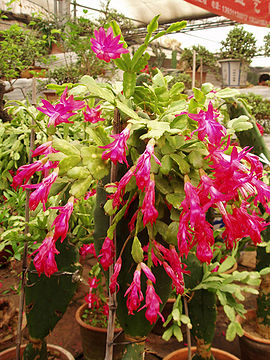 270px-ZygocactusTruncatus.jpg