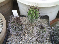 271327427_d5d25f8131_m.jpg