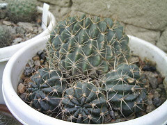 271332987_be8e6cc8b8_m.jpg