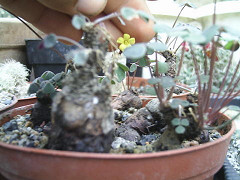 271336504_4b6ec857bb_m.jpg