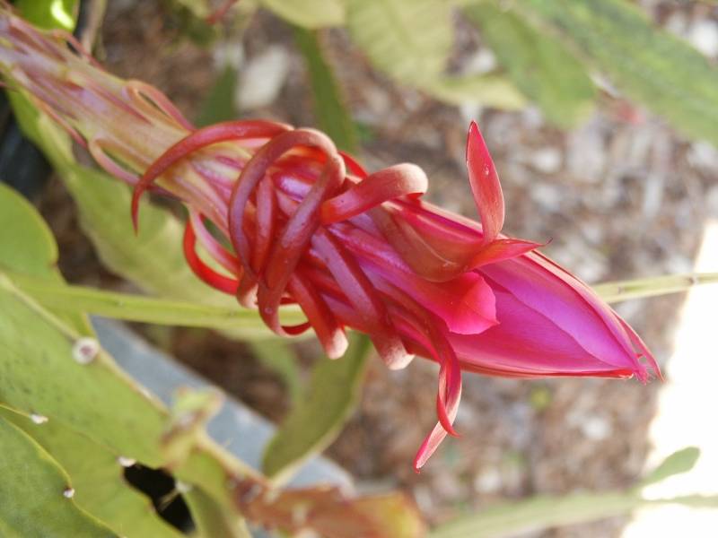 27767440.cactusflower.jpg
