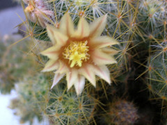 278467843_5c13d82f7e_m.jpg