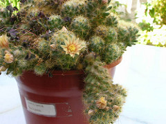 279060697_16bab65e87_m.jpg
