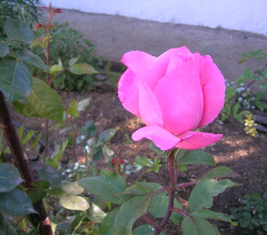 27_enero_07--_ma_ana_013.jpg