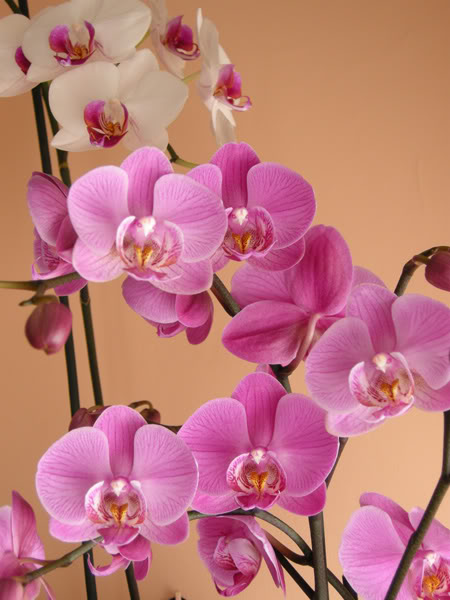 28-03-10-031-phal-rosa.jpg