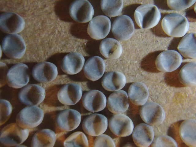 28032010059.jpg