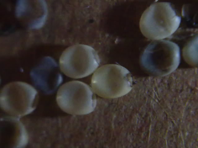 28032010061.jpg