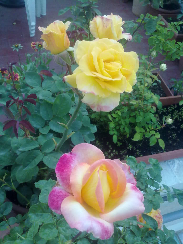 280420111733.jpg