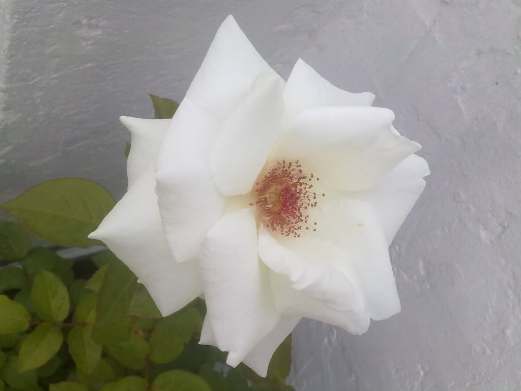 280420111738.jpg