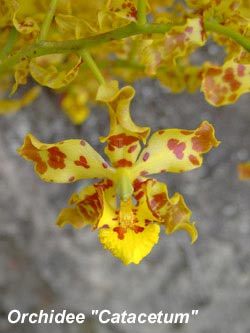 280catacetum3.jpg