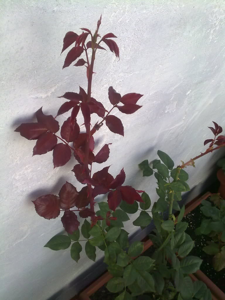 28102010996.jpg