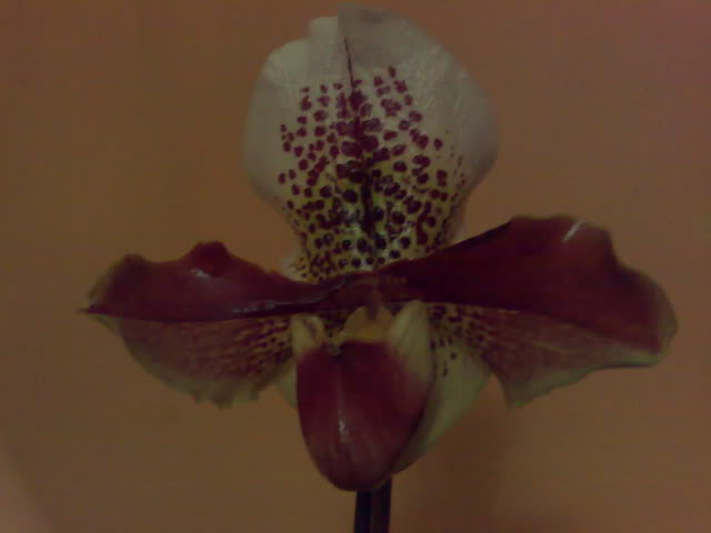 28122010389.jpg