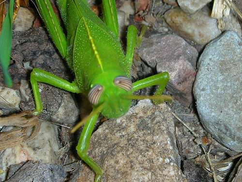 2850080171_010781bd59.jpg