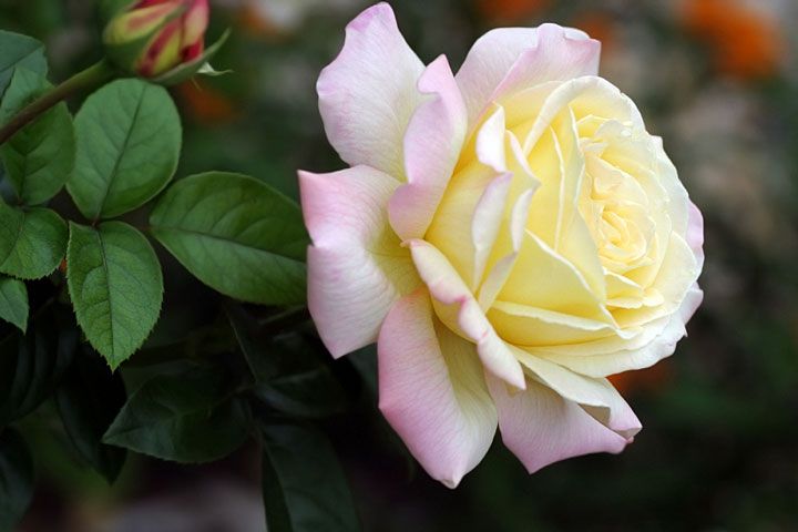 2853dd74d3838d5e07e51bd17fa15b17.jpg