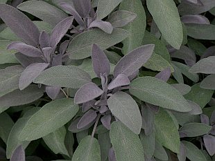 2856-salvia-officinalis-purpurascens.jpg
