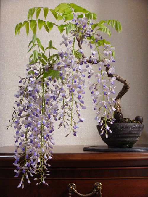 286e967b7281f86298d7fda64cc71742--wisteria-bonsai-bonsai-garden.jpg