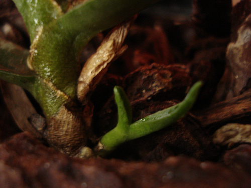 2878999051_9ceaa40109.jpg