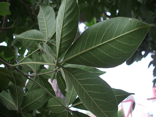 2887094653_45756ec3b9.jpg