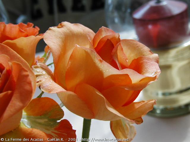 289-flores-sobre-mesa.jpg