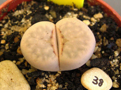 2895512647_beacb9ac22_m.jpg