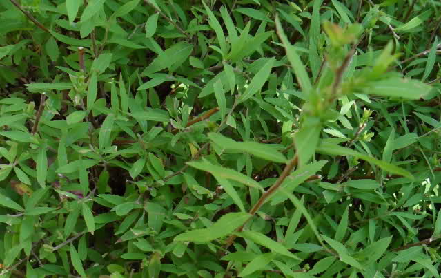 289lao8.jpg