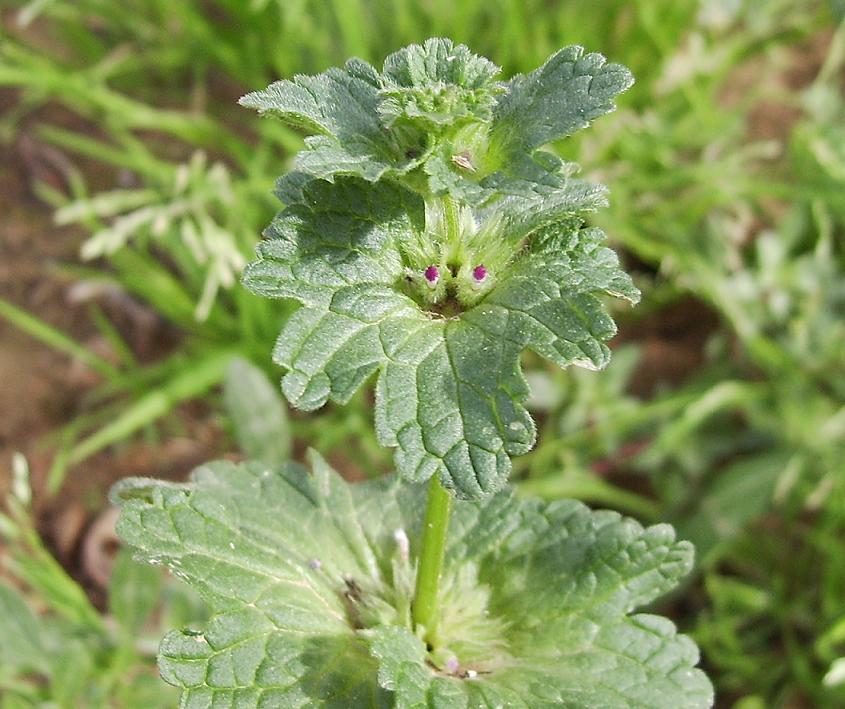 %28Lamiaceae%29%20II.JPG