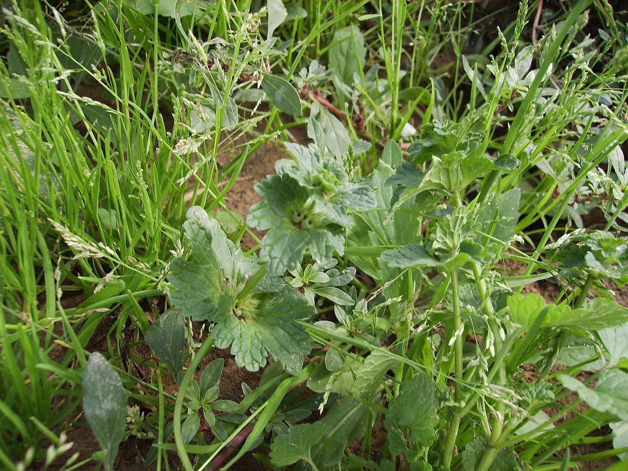 %28Lamiaceae%29%7E0.jpg