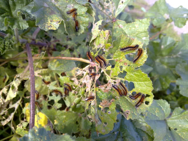 290120111037.jpg