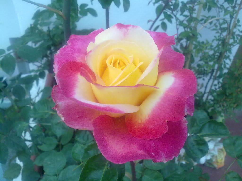 290420111753.jpg