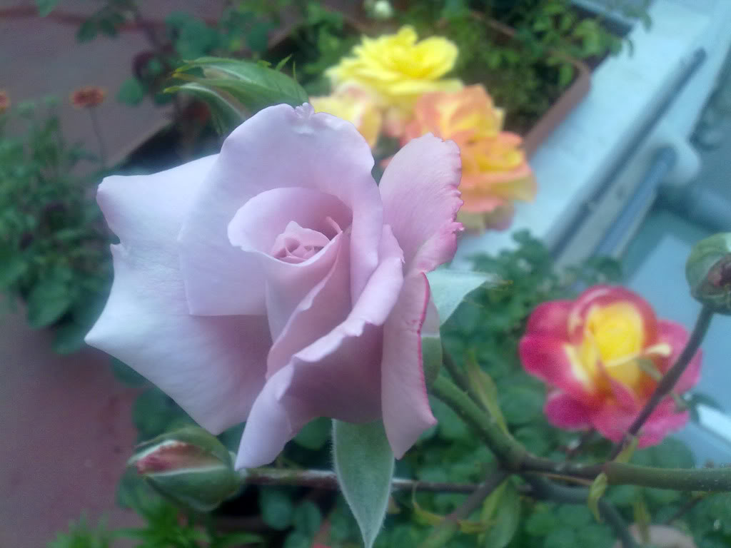 290420111762.jpg