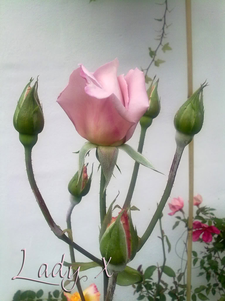 290420111765copia.jpg
