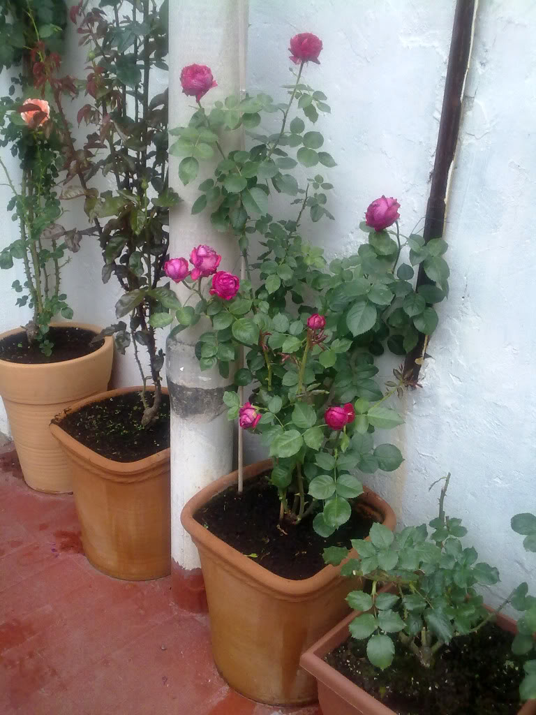 290420111771.jpg