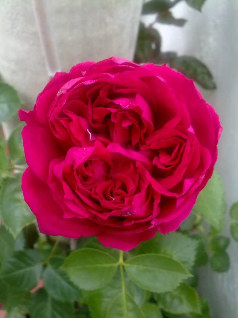 290420111772.jpg