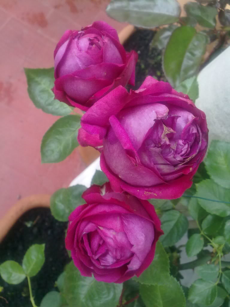 290420111775.jpg
