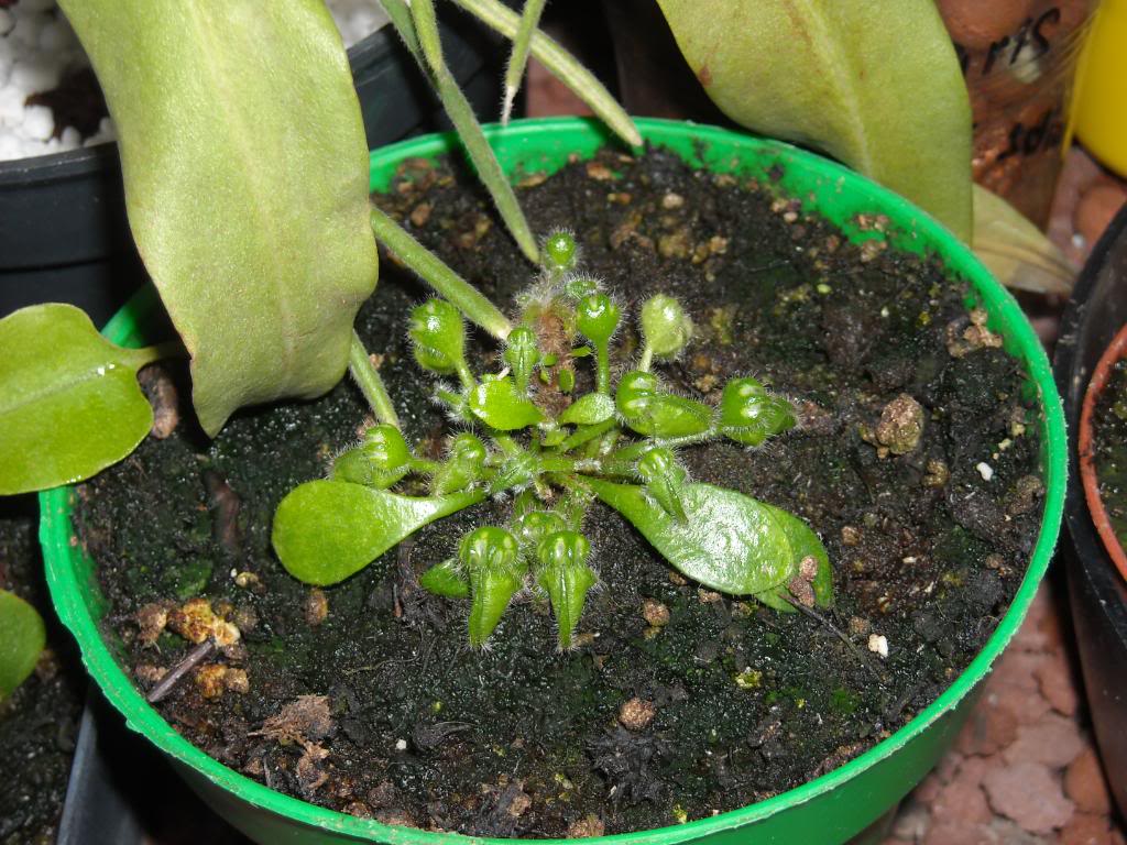 290710Cephalotus.jpg