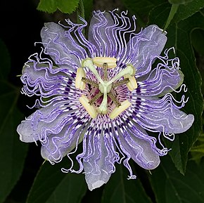 290px-OQ_Passion_flower.jpg