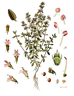 290px-Thymus_vulgaris_-_K%C3%B6hler%E2%80%93s_Medizinal-Pflanzen-271.jpg